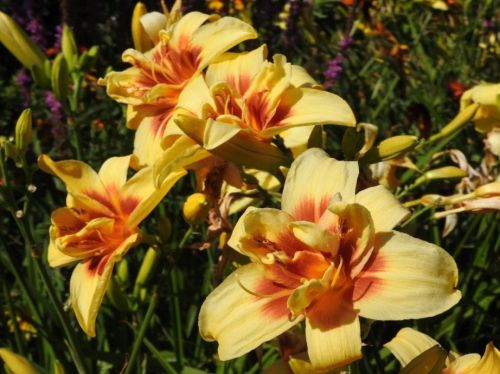 Denivka zahradní DOUBLE HAPPINESS