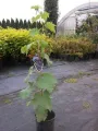 Winogrono SHUYLER