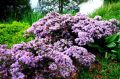 Rhododendron różanecznik BUCHLOVICE