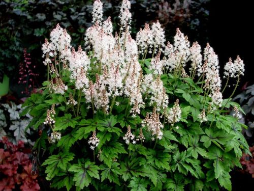 Tiarella CROW FEATHER