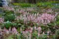 Tiarella SPRING SYMPHONY