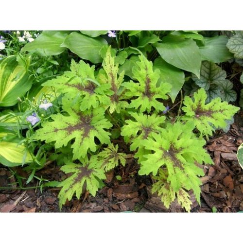 Tiarella TIMBUKTU