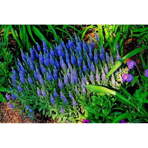 Rozrazil klasnatý NANA BLAUTEPPICH