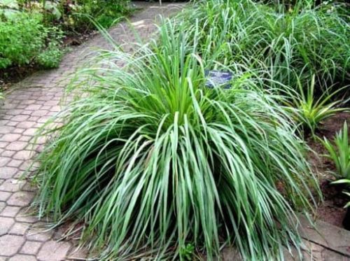 Tomkovice vonn TURÓWKA WONNA