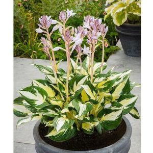 Bohyška -  Hosta ETERNAL FLAME