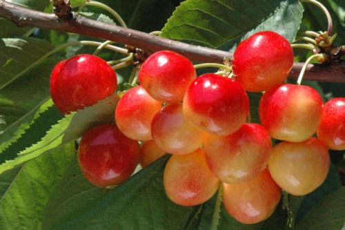 Třešeň VEGA - trpasličí