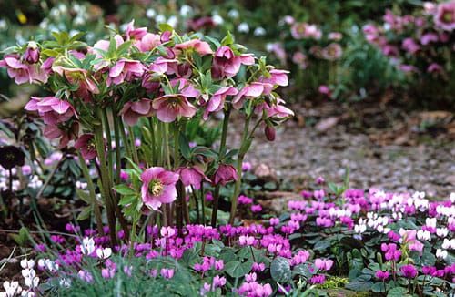 Čemeřice východní NEW HYBRIDS