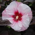 Hibiskus bylinowy COPPER KING