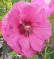 Hibiskus bylinowy Plum Crazy