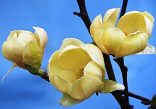 Šácholan HONEY TULIP