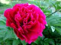 Piwonia LOUIS VAN HOUTTE