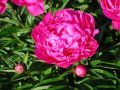 Piwonia LOUIS VAN HOUTTE