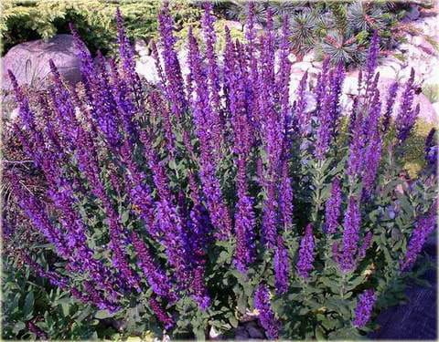 Šalvěj hajní MERLEAU BLUE