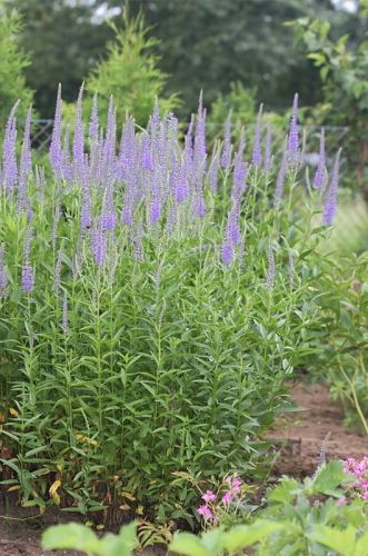 Rozrazil dlouholistý