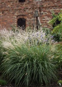 Ozdobnice čínská CUTE ONE