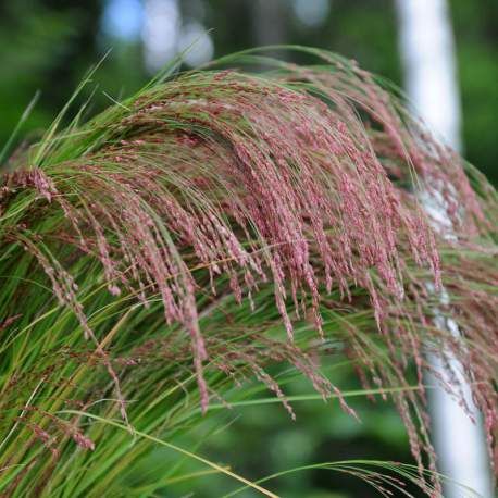 Tráva Milička habešská RUBY SILK