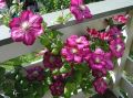 Powojnik CLEMATIS Ville De Lyon