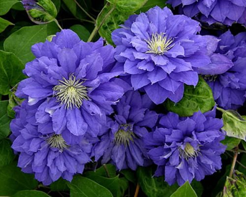 Plamének  CLEMATIS KIRI TE KANAWA