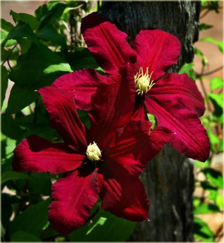 Plamének Clematis velkokvětý NIOBE