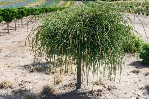 THUJA ZERAV OBROVSKÝ WHIPCORD  na kmínku