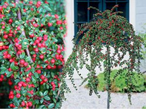 Poléhavý skalník QUEEN OF CARPETS na kmínku