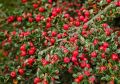 Irga wierzbolistna Parkteppich na pniu