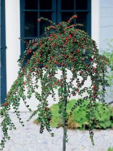 Skalník CORAL BEAUTY švédský na kmínku