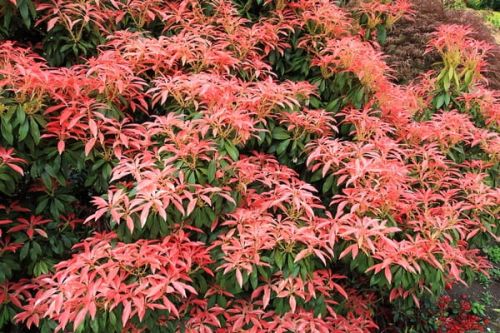 PIERIS japonská ASTRID