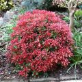 PIERIS Japoński ASTRID