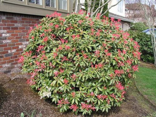PIERIS japonská MOUNTAIN FIRE