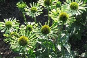 Třapatkovka GREEN JEWEL