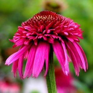 Třapatkovka nachová SECRET AFFAIR