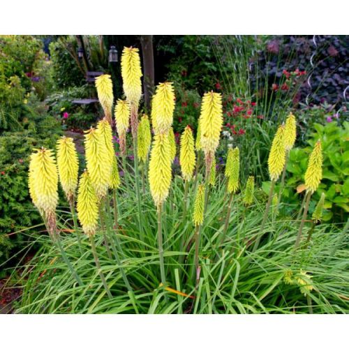 Mnohokvět hroznatý POCO YELLOW