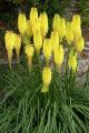 Trytoma groniasta POCO YELLOW
