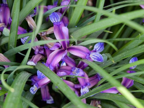 Kosatec trávovitý GRAMINEA