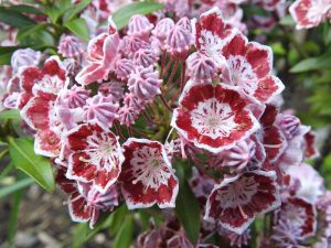 Kalmia širokolistá TAD