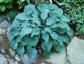 Funkia - Hosta BLUE DIAMOND