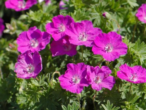 Kakost krvavý VISION VIOLET