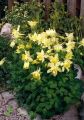 Orlik Błękitny SPRING MAGIC YELLOW