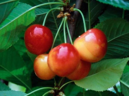 Třešeň BUTTNEROVA ČERVENÁ  ve květináči