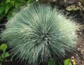 Szczotlicha SIWA SPIKY BLUE