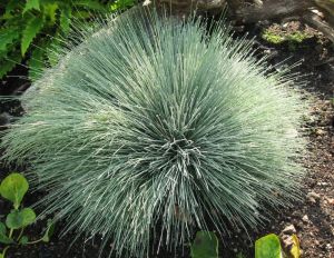 Paličkovec ŠEDÝ SPIKY BLUE