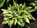Funkia - HOSTA CHERRY BERRY