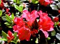 Azalia japońska GEISHA RED KAZUKO