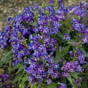 Dračík pinacolada VIOLET SHADES