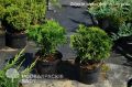 Thuja DANICA
