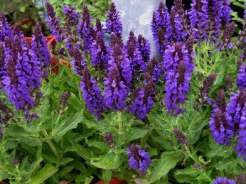 Šalvěj hajní fialová