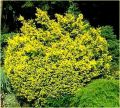 Cis pospolity AUREA DECORA