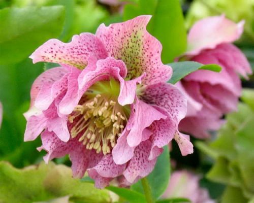 Čemeřice východní DOUBLE CROWN ROSE