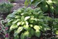 Funkia - HOSTA SHEILA WEST